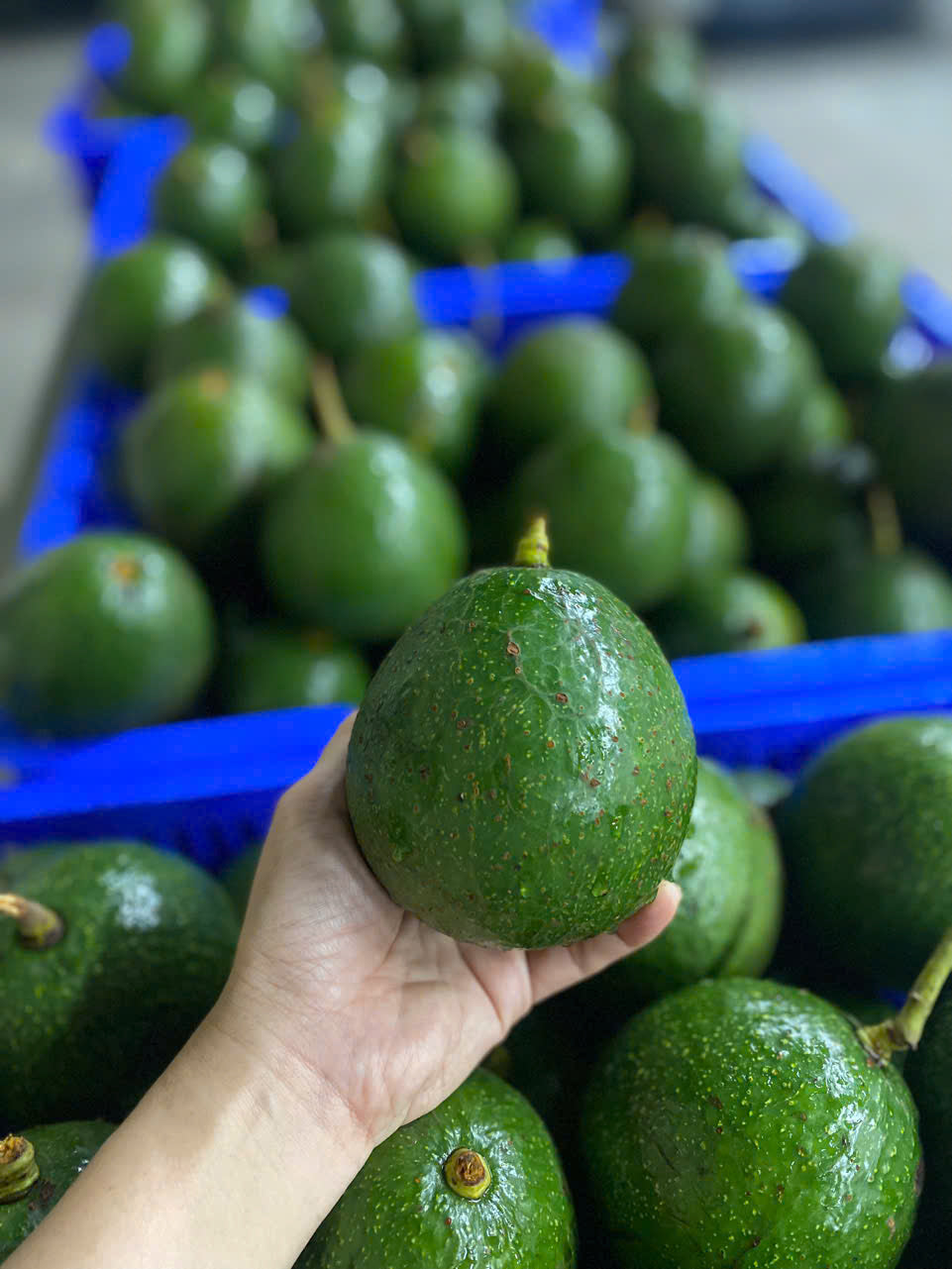 Avocat rond 1kg